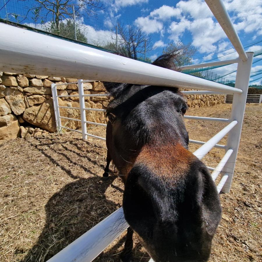 Agriturismo Il Drago Mirabella Imbaccari Bagian luar foto