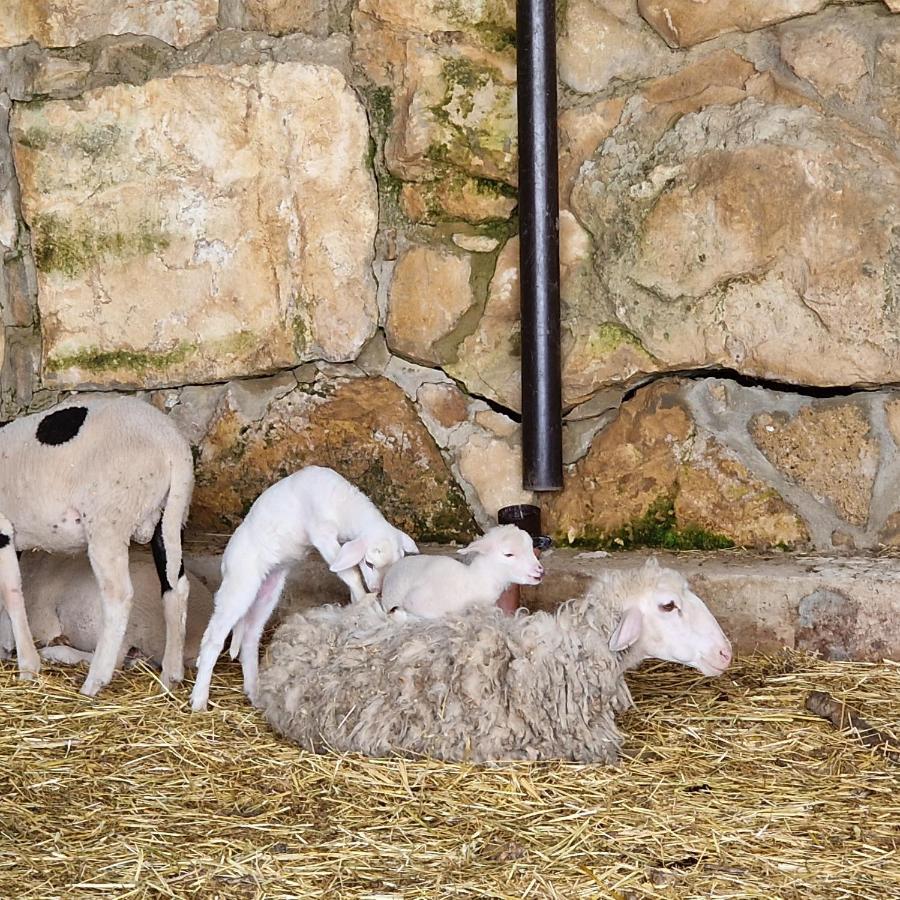 Agriturismo Il Drago Mirabella Imbaccari Bagian luar foto