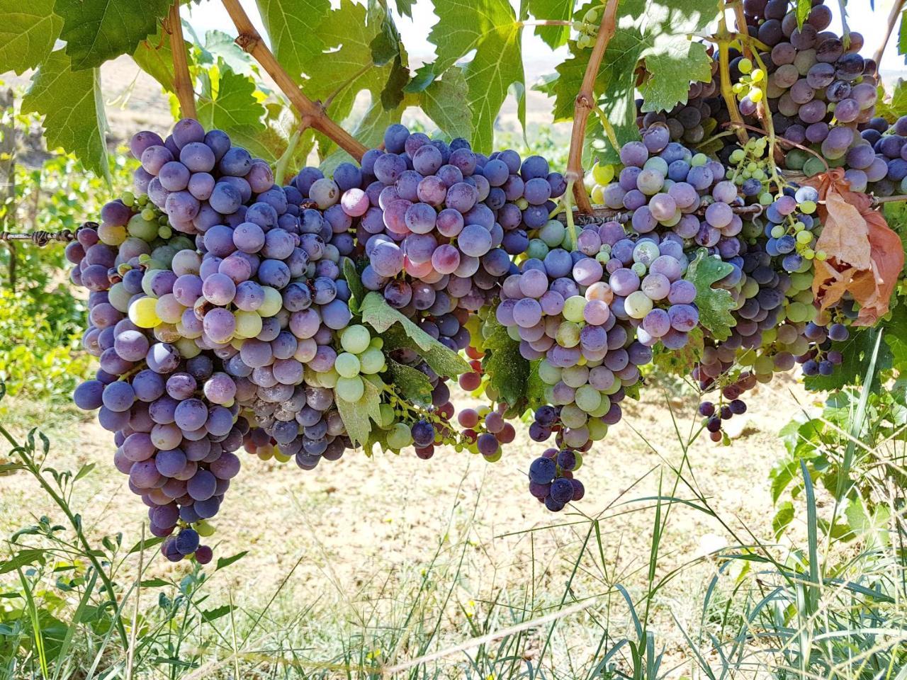 Agriturismo Il Drago Mirabella Imbaccari Bagian luar foto
